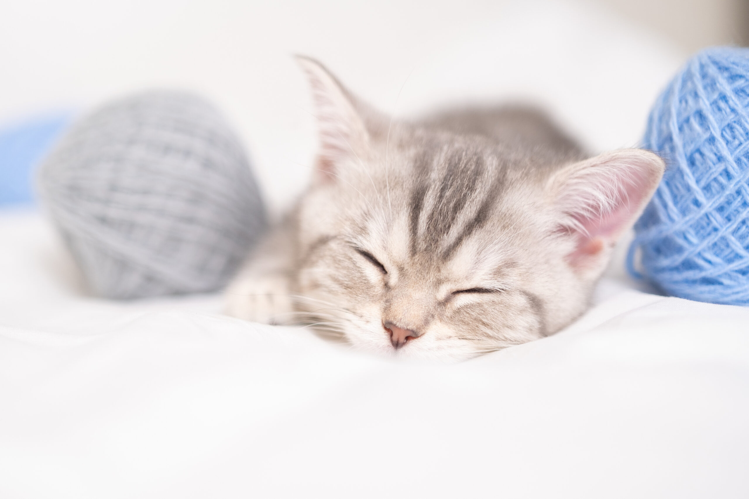 Gray striped kitten sleeping with balls of yarn on white bed. Scottish kitten for a postcard or calendar.